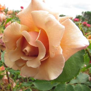 Róża z dyskretnym zapachem - Versilia